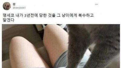 3년전 일을 복수당한 냥냥이