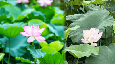 평온한 여름의 정수!...여름에만 만나볼 수 있는 아름다움을 가진 국내 연꽃 힐링 여행지 BEST 4 추천