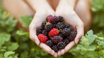 복분자와 수박 풍천장어까지 한자리에서 체험! 고창 복분자와 수박축제 여름의 맛과 즐거움