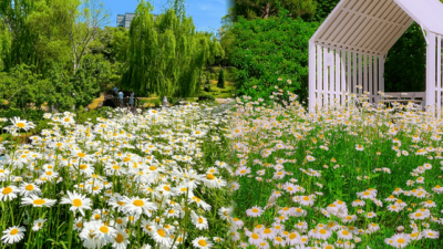 사진 속 풍경이 현실로!...독보적인 아름다움의 알프스를 만날 수 있는 국내 샤스타데이지 명소 BEST 4 추천