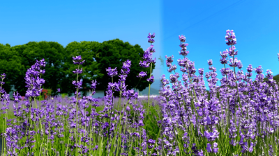 여름 감성 제대로 담았다!....올여름 마지막 향기를 즐길 수 있는 라벤더 축제 BEST 4 추천