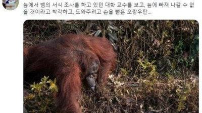   				도움주려는 오랑우탄			