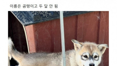   				태어나자마자 안경 공짜로 맞춘 댕댕이			