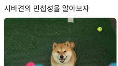   				시바견의 민첩성에 대해 알아보자			