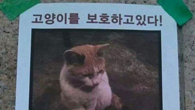   				색다른 고양이 전단지 ~			