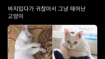   				바지 고양이			