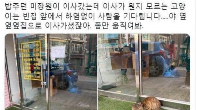   				이사간 집주인 기다리는 고양이			