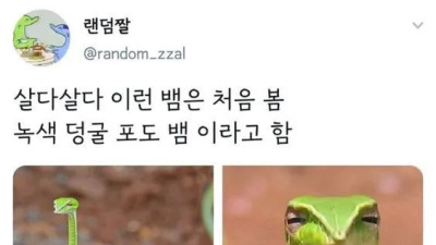   				ㅡ.ㅡ 이렇게 생긴 뱀			