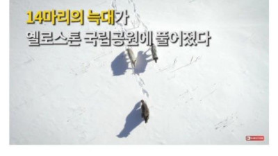   				야생에 맹수를 풀어야되는 이유			