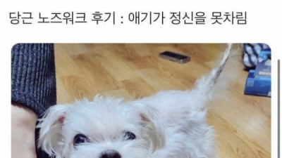   				입이 찢어지려고 하는 강아지			