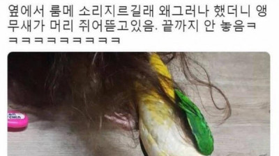   				앵무새랑 머리채 잡고 싸움			