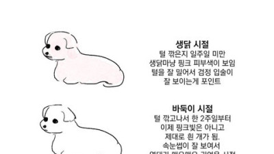   				말티즈 미용 4단계			