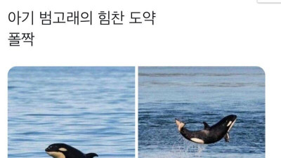 수면 위로 범고래가 뛰는 이유