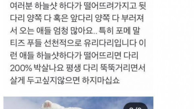   				인스타 사진때문에 학대 당하는 댕댕이들			