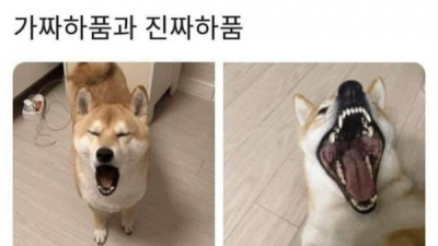   				진짜 하품과 가짜 하품			