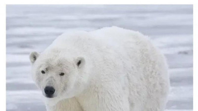   				생태계 파괴로 최강의 곰 등장			