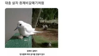   				대충 사는 새			