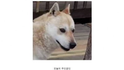   				오늘도 의무방어전으로 고통받는 수컷 멍멍이!!!			