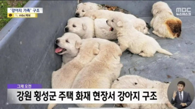   				농가주택 화재나서 구조된 인절미들			