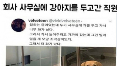   				뭔가 잘못된 사무실에 방치된 강아지			