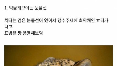   				표범과 치타를 구별하는 방법			