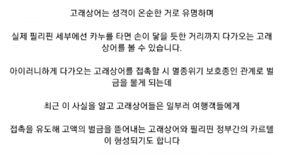   				관광객들 등처먹는 필리핀 고래상어 카르텔			