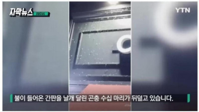   				날개 펴면 4~5㎝...성수동 주민들 혐오감 호소			