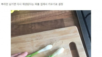   				파 박력있게 키우는 방법			