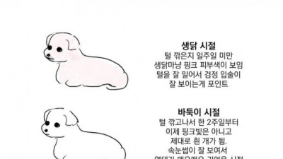   				강아지 털 자라는 시기 구분			