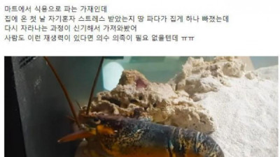   				신기한 바닷가재의 재생력			