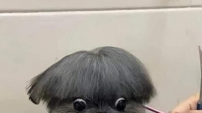   				앞머리커트에 실패한 댕댕이ㅠ			