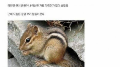   				다람쥐가 안보이는 이유			