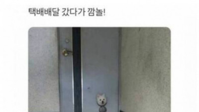   				멍멍이			