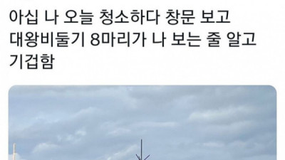   				대왕 비둘기 공포 증후군			