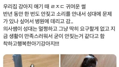 키우는 강아지가 안 짖어 병원에 데려간 사람 