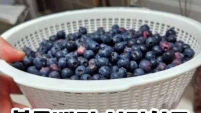블루베리 서리하고 당당하게 글 올린 사람