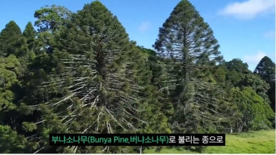 피지컬로 압살한다는 호주의 과부제조기