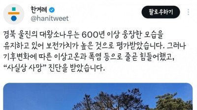 사실상 사망 진단이 내려진 울진 대왕소나무