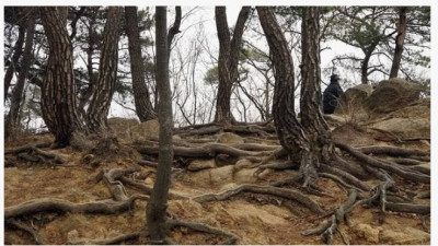 일본서 곰이 큰 역할 하고 있는 거