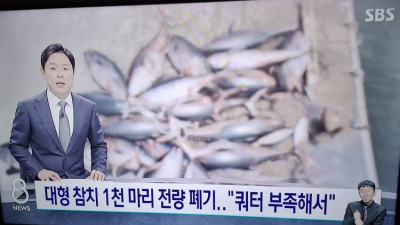 최근 대량으로 잡힌 참치를 거의 다 폐기해버린 이유