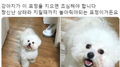 집에 강아지 있으면 다아는 표정