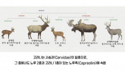 한국에서 고라니를 사랑해야하는 이유 