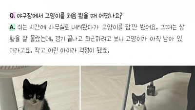 문학야구장 난입했던 아기 고양이 최신 근황 