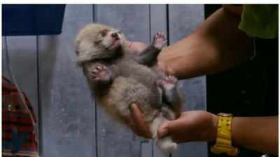 우리가 잘 모르는 렛서팬더의 성장과정