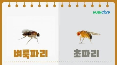 요즘 진짜 개빡치게 한다는 벌레