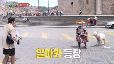 3년만에 알파카랑 사진 찍기 소원 이룬 기안84