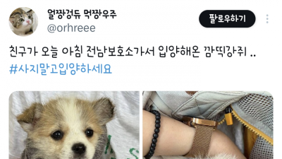 친구가 오늘 아침 전남 보호소가서 입양해온 강아지
