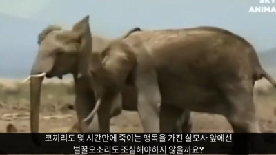 살모사 잘못 건드렸다가 눈감은 벌꿀오소리