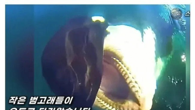 자기를 도와준 구조대원에게 범고래가 주고 간 선물