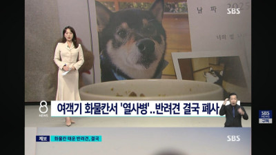 여객기 화물칸서 열사병.. 반려견 결국 폐사